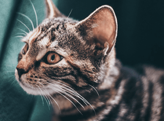 nettoyer les oreilles du chat